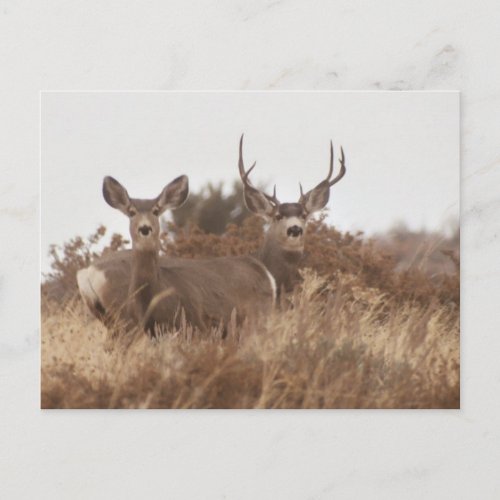 NEVADA MULE DEER POSTCARD