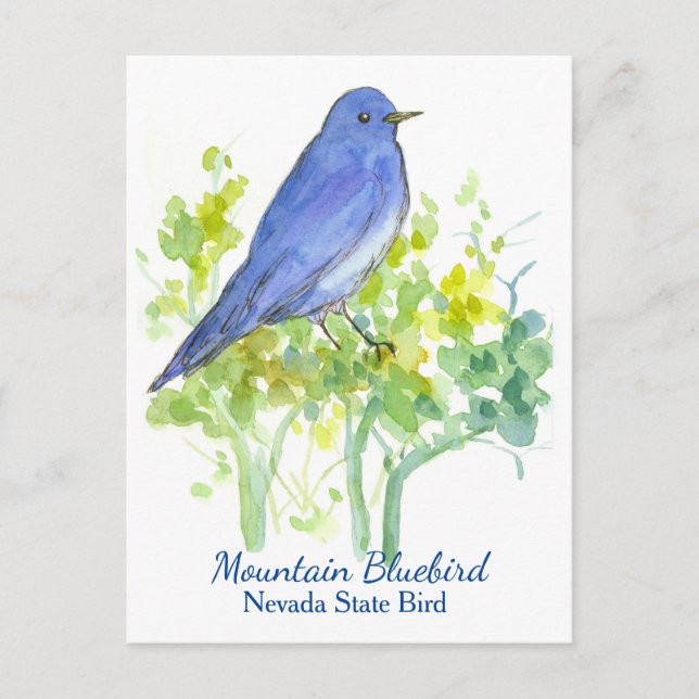 Nevada State Bird Mountain Bluebird Postcard (Front)