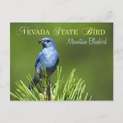 Nevada State Bird _ Mountain Bluebird Postcard