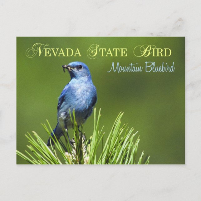 Nevada State Bird - Mountain Bluebird Postcard (Front)
