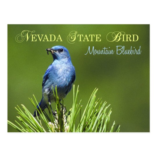 Nevada State Bird - Mountain Bluebird Postcard | Zazzle