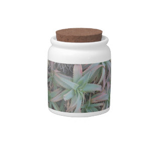 Nevada succulents      candy jar