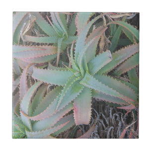 Nevada succulents ceramic tile