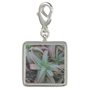 Nevada succulents charm