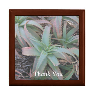 Nevada succulents gift box