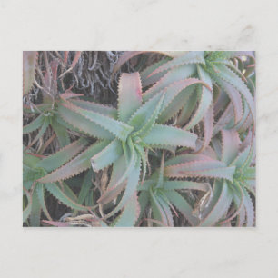 Nevada succulents postcard