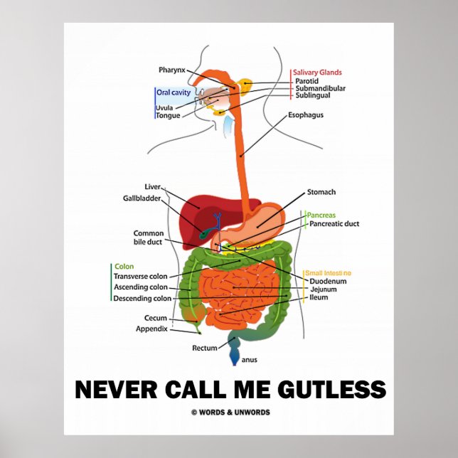 Never Call Me Gutless (Digestive System Humor) Poster (Front)