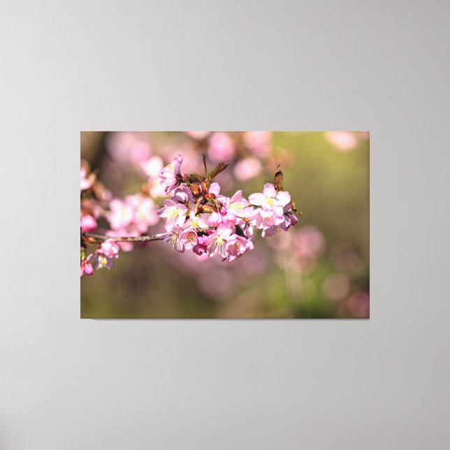Never Ending Beauty Of Sakura Cherry Blossoms Canvas Print (Front)