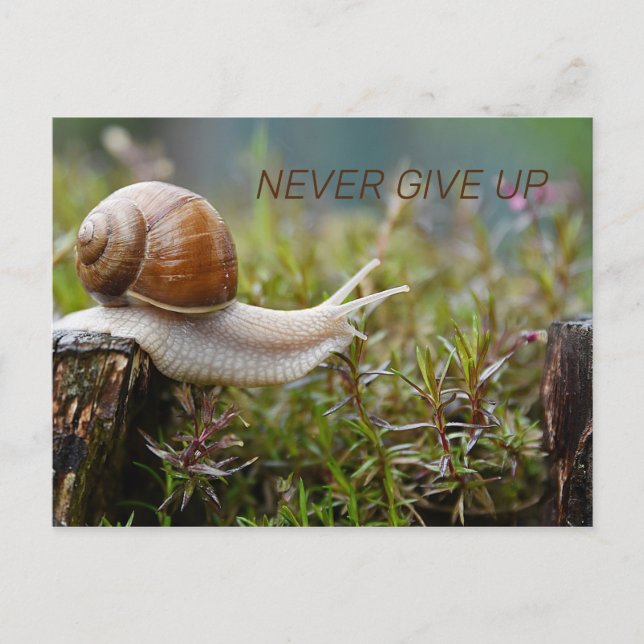NEVER GIVE UP - snail edition Postcard (Front)