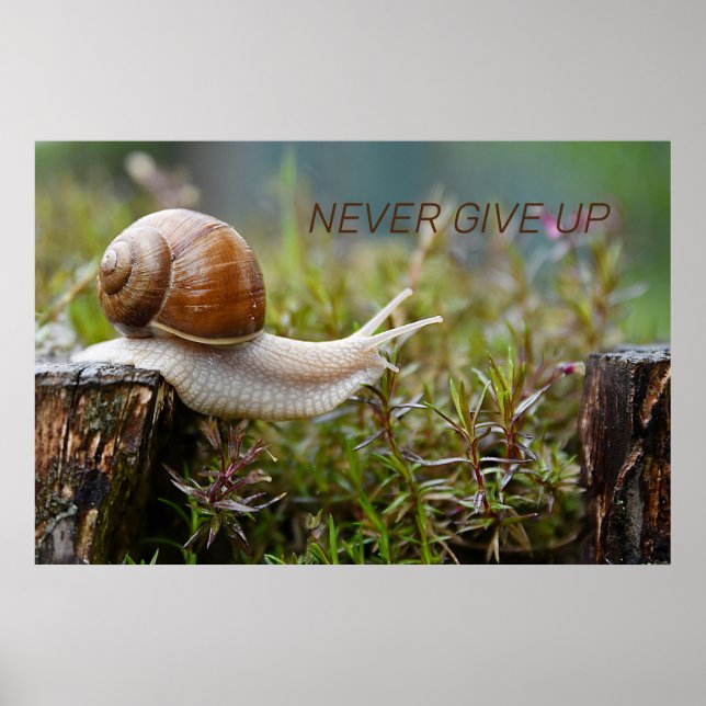 NEVER GIVE UP - snail edition Poster (Front)