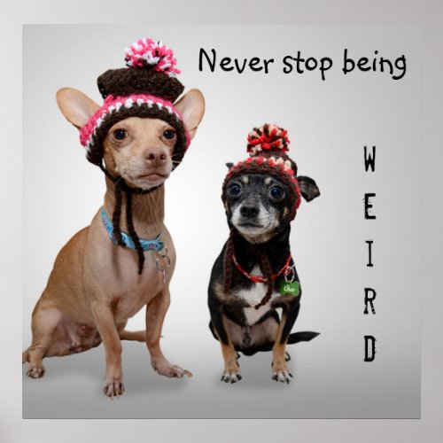 Never Stop Being Weird Cute Chihuahuas Poster