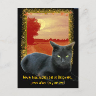 Never trust a black cat on Halloween Postcard