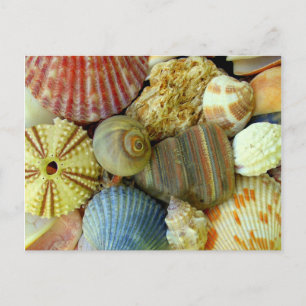 New Address Sea Urchin and Seashells Postcard