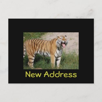"new Address" Tiger Postcard by pulsDesign at Zazzle