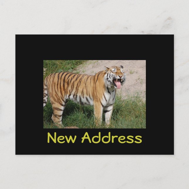 "New Address" Tiger Postcard (Front)
