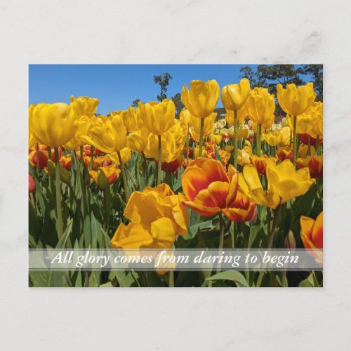 New Beginnings Spring Yellow Tulip Flowers Postcard