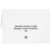 New born lambs cards (Back Horizontal)