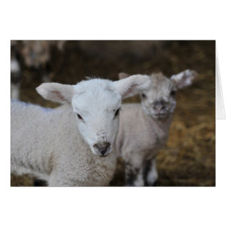 New born lambs cards