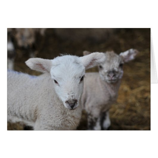New born lambs cards (Front Horizontal)