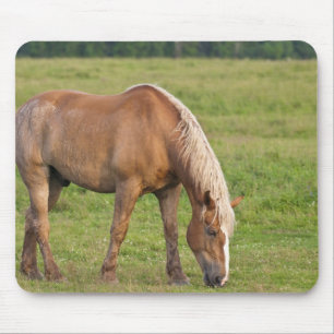 New Brunswick, Canada. Horse in field. Mouse Pad