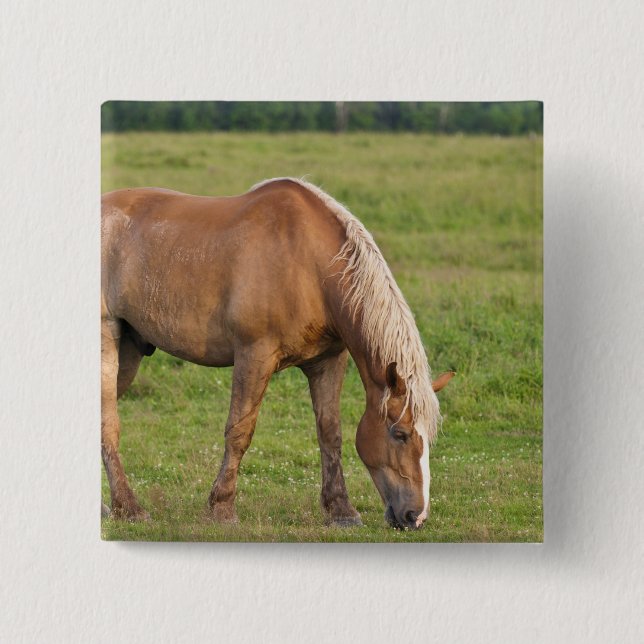 New Brunswick, Canada. Horse in field. Pinback Button (Front)