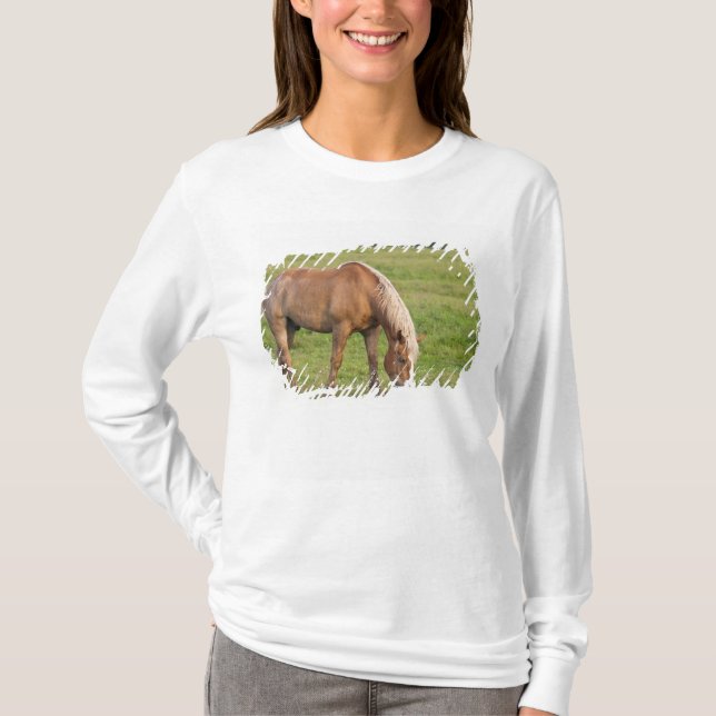 New Brunswick, Canada. Horse in field. T-Shirt (Front)