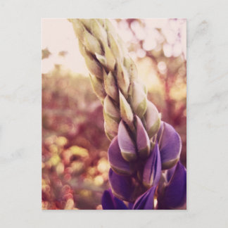 New Brunswick Flowers Postcard