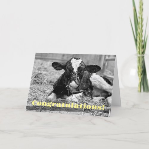 New Calf Baby Congratulations Card