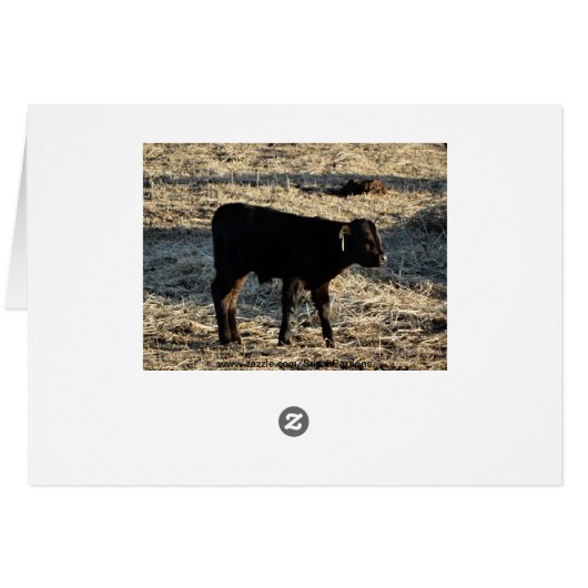 New Calf Cards (Back Horizontal)