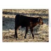 New Calf Cards (Front Horizontal)