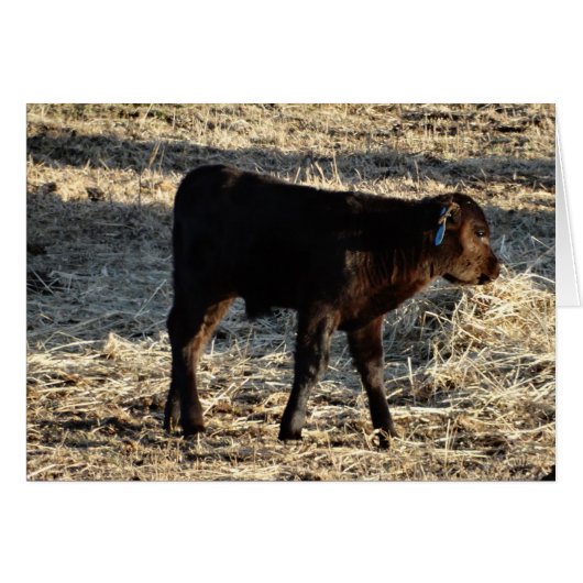 New Calf Cards (Front Horizontal)