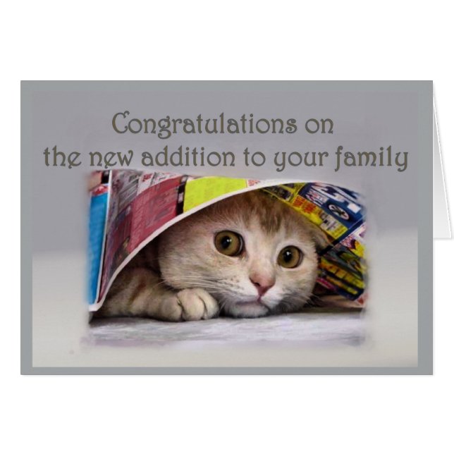 New Cat Addtion to Family (Front Horizontal)