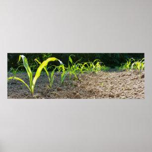 new corn poster