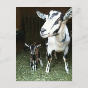 New Doeling with Mom Goat Postcard
