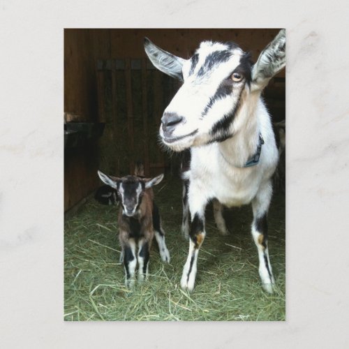 New Doeling with Mom Goat Postcard