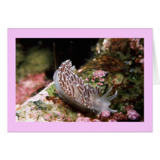 New England Aeolid Cards