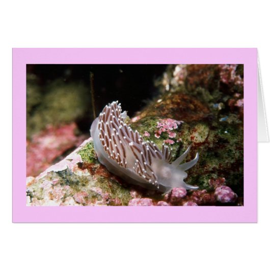 New England Aeolid Cards (Front Horizontal)