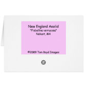 New England Aeolid Cards (Back Horizontal)