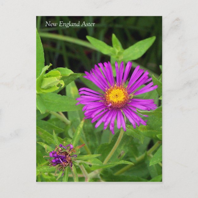 New England Aster Symphotrichum Postcard (Front)
