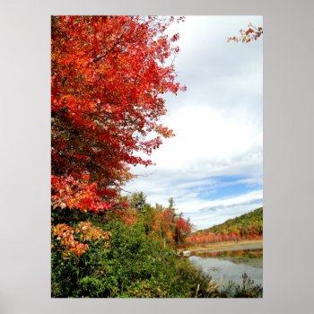 New England Maple In Fall Season Photo Poster by pamdicar at Zazzle