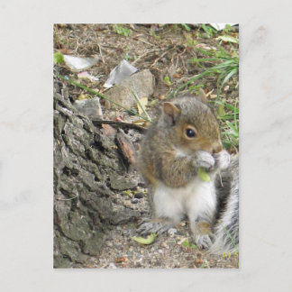 new england squirrel enjoying a tasty snack postcard