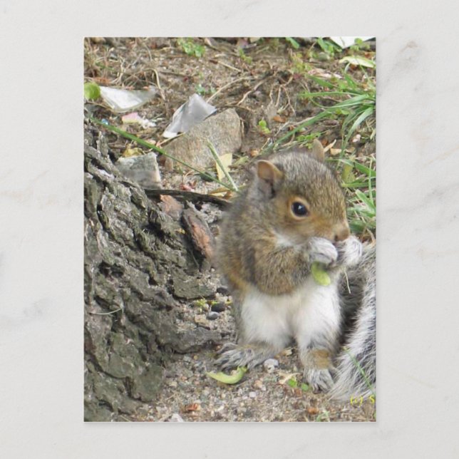 new england squirrel enjoying a tasty snack postcard (Front)
