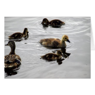 New Family Cards