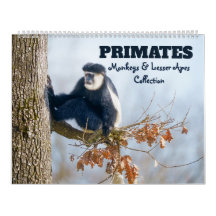 New for 2026 Primates - Monkeys & Lesser Apes