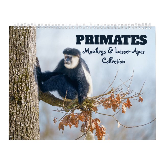 New for 2026 Primates - Monkeys & Lesser Apes Calendar (Cover)