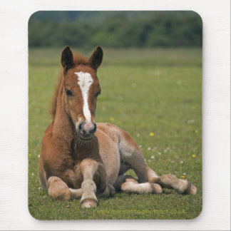 New Forest Foal Mousemat Mouse Pad