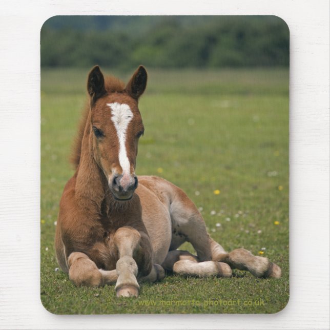 New Forest Foal Mousemat Mouse Pad (Front)