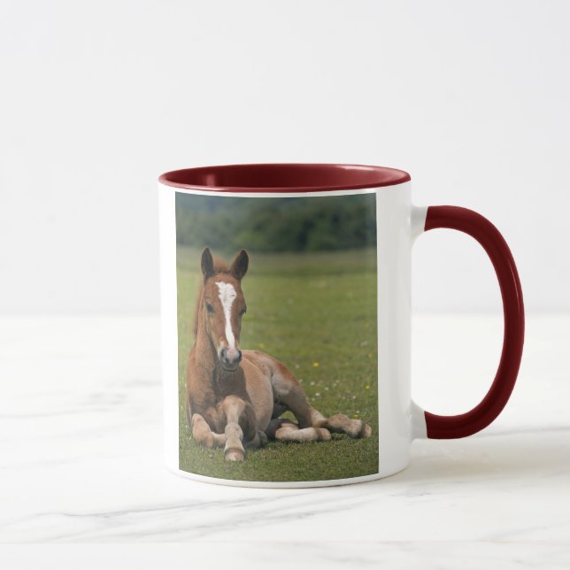 New Forest Foal Mug (Right)