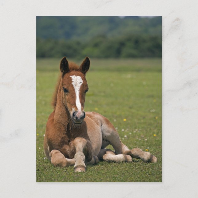 New Forest Foal Postcard (Front)