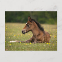 New forest foal